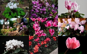 Cyclamens - Alpenveilchen