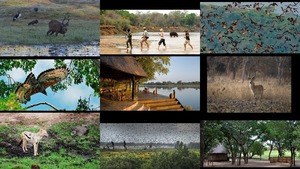 Kasanka National Park Zambia