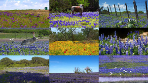 texas wild flowers