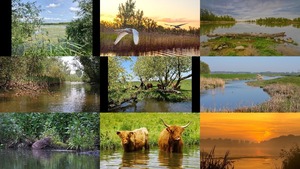 Biesbosch Nederland