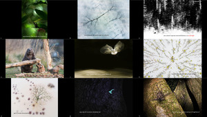 The Winners of GDT European Wildlife Photographer of the Yea