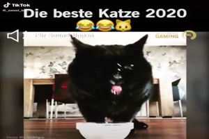 die beste Katze 2020