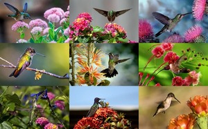 Hummingbirds - Kolibri