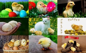 Easter Chicks - Osterkken