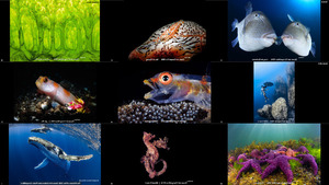 thewinners of the 2016 ocean art underwater photocompetition