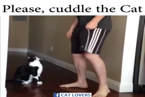 Please cuddle the cat. .