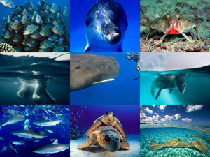 colors of the world underwater