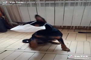 der-Hund-blickt-durch.mp4 auf www.funpot.net