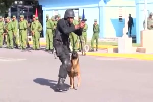 Polizeishow mit Hund