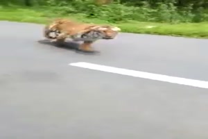 Ziemlich schnell der Tiger