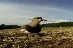 Mutiger Vogel