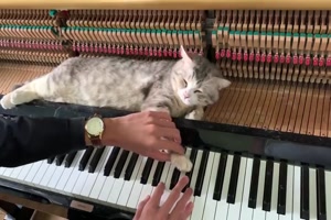Komm, lass uns zusammen Klavier spielen