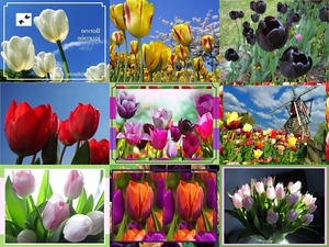 Envie de tulipes - Verlangen nach Tulpen ... nicht blttern