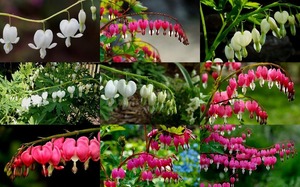 Bleeding Hearts - Blutende Herzen