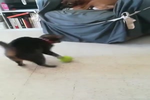 Wie Katzen mit einem Ball spielen