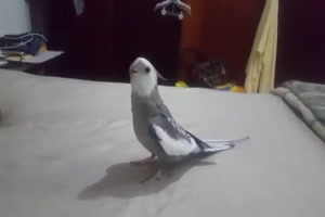 Musikalischer Papagei