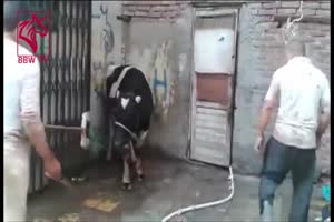 Cow-Kick