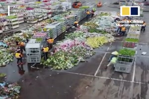 Schade um die vielen Blumen