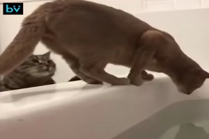 Katzen knnen untereinander auch gemein sein