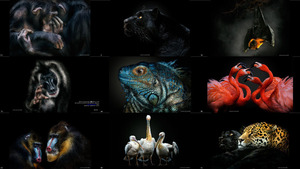 haunting animal portraits