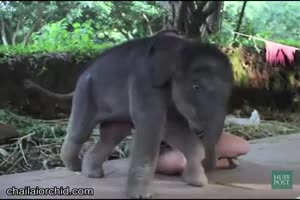 Lustiger Elefant