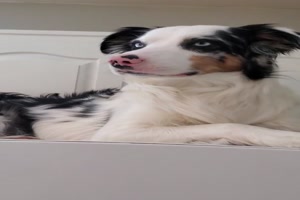 Dieser Hund hat einen schnen Platz gefunden