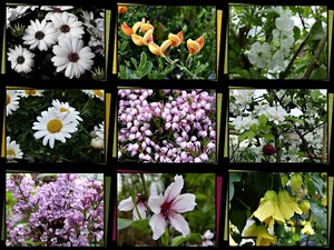 Flowers - Blumen