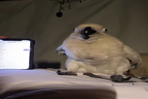Lustiger Vogel reagiert auf Klingeltne
