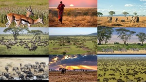 Serengeti - Tanzania