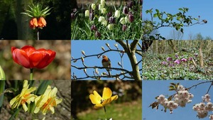 Dans la nature - In der Natur