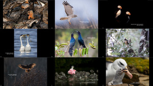 The 2018 Audubon Photography Awards - Winners Top 100 2-2