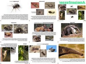 ungewhnliche Tiere - Ameisenfresser