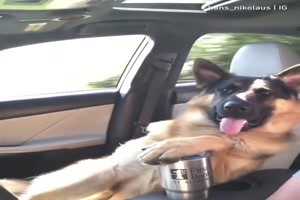 Cooler Hund als Beifahrer
