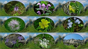 Amour de fleur alpine - Alpenblumenliebe