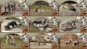 Zebra, Neushoorn & Co - Zebra, Rhino & Co.