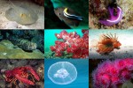 Undersea-1.pps auf www.funpot.net