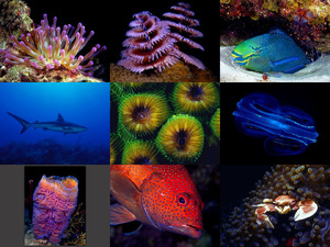 Undersea-2.pps auf www.funpot.net