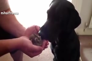 Lustige Hunde treffen auf se Tierbabys