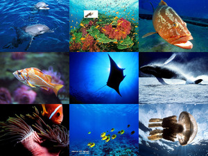 Sea Creatures