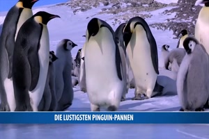 Die lustigen Pinguin-Pannen