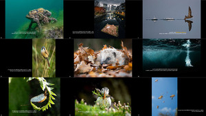 British Wildlife Photography Awards 2019 Winners