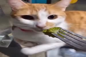 Katzen und Broccoli