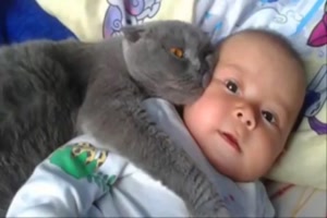 Katzen als Babysitter