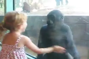 das kleine Mdchen Kyla trifft auf ein Baby Gorilla