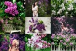 Lilacs---Flieder.ppsx auf www.funpot.net