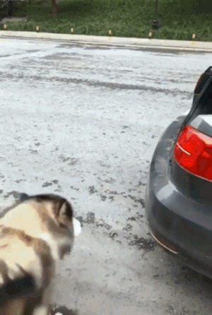 Lustiger Platz für den Hund