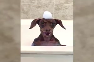 Lustiger-Dackel-badet.mp4 auf www.funpot.net