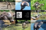 Momo-s-Spaziergang-im-Seeteufel-Teil-4.ppsx auf www.funpot.net