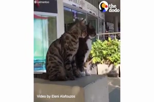 Die talentiertesten Katzen der Welt