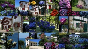 Hortensias au Pays Basque - Hortensien im Baskenland